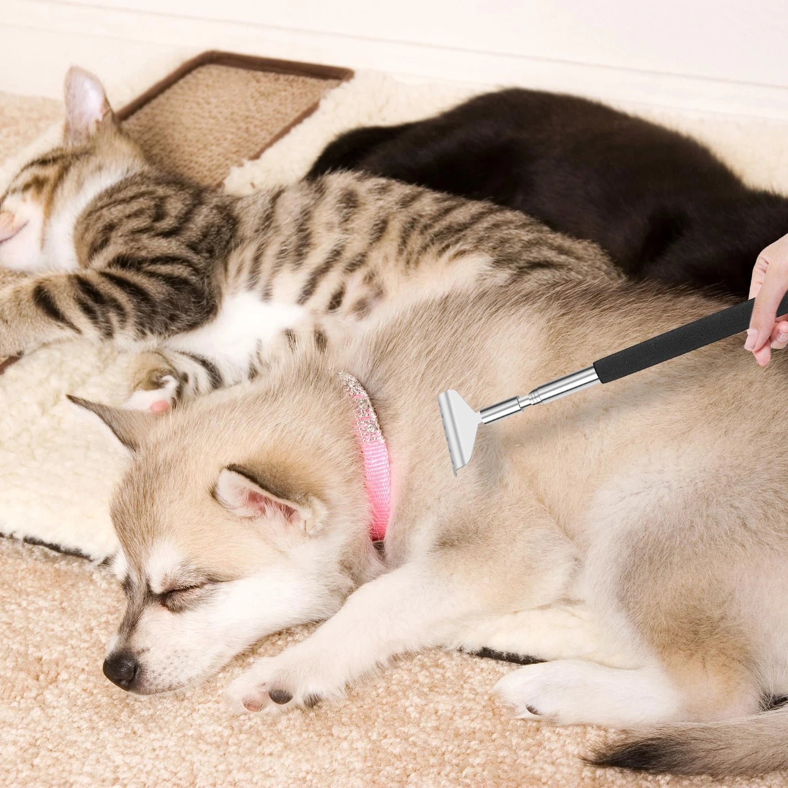 Snowyee Backscratchers Back Scratcher for Women Men 3PCS Includes Bear Claw H...