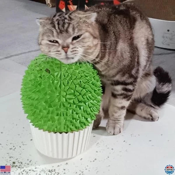 Catnip Feeder Cat Face Scratcher Wall Corner Massage Comb for Indoor Cats